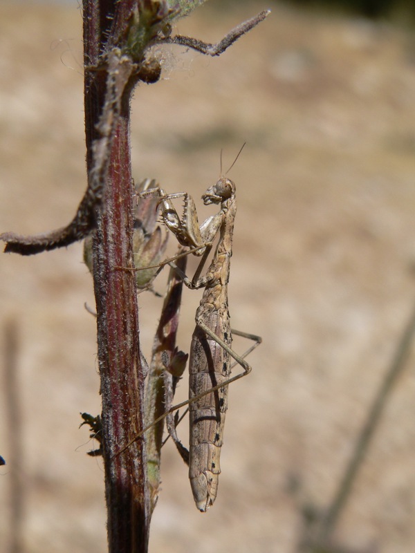 Mantidi sicane